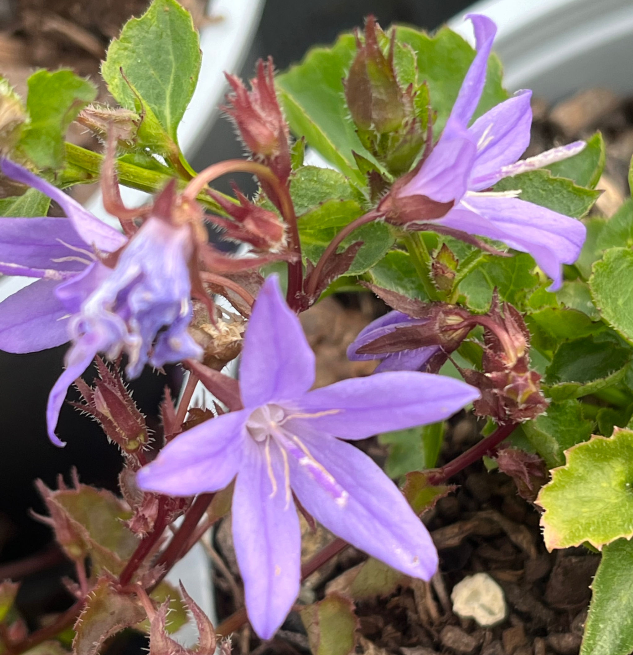 Campanula Porscharskyana