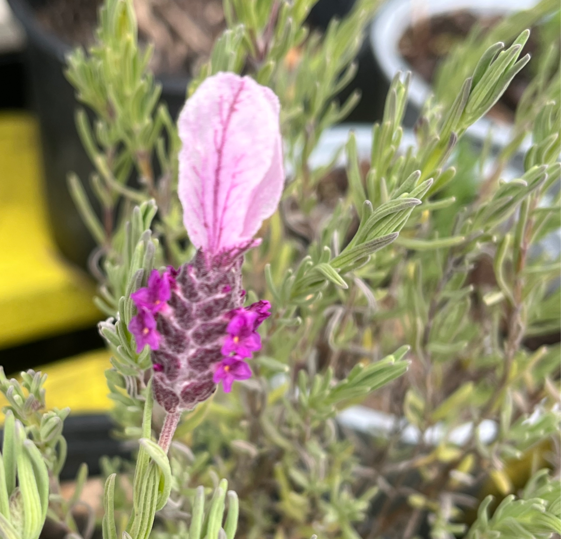 Lavender Bandera Pink