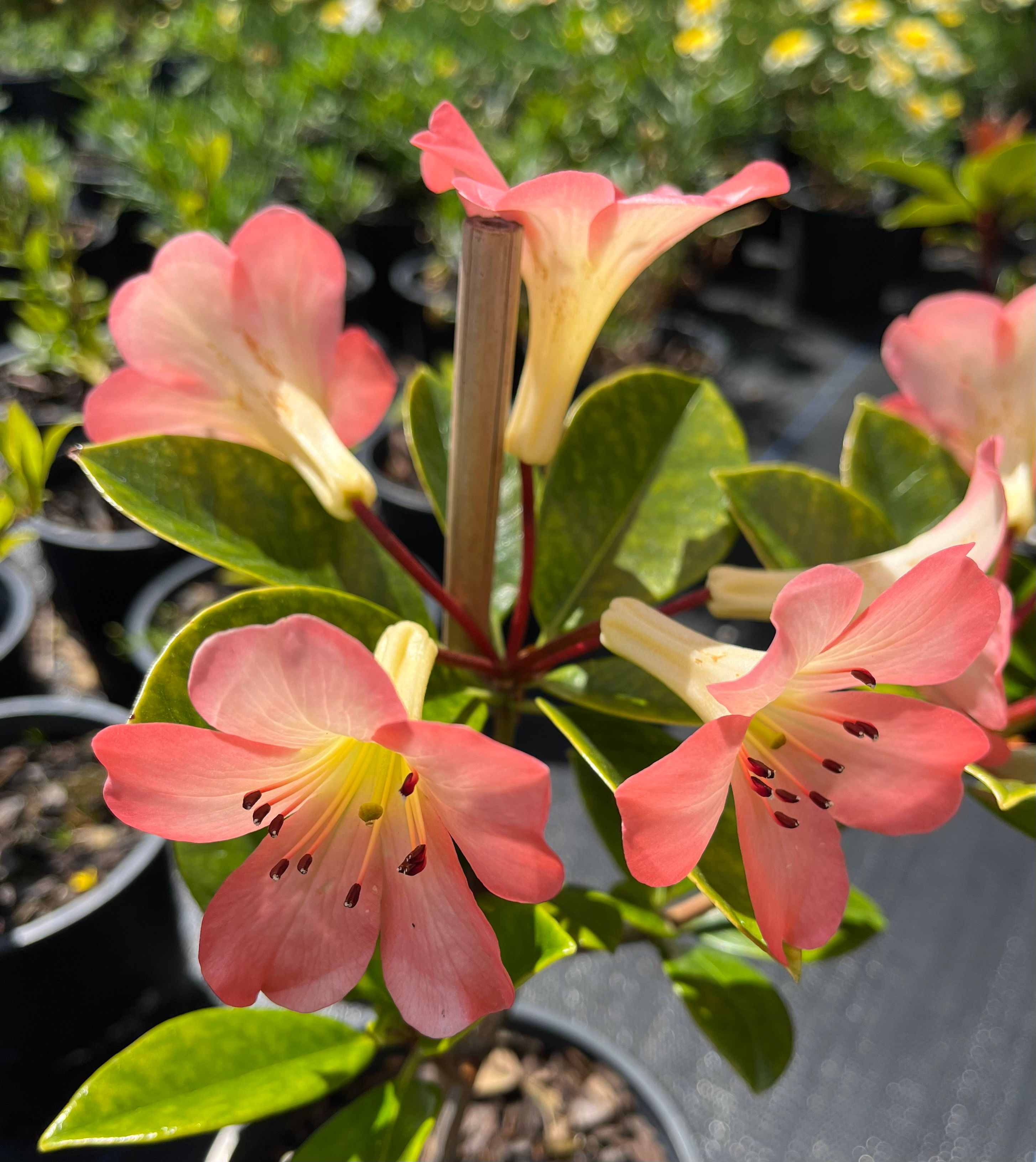 Vireya Dawn Chorus