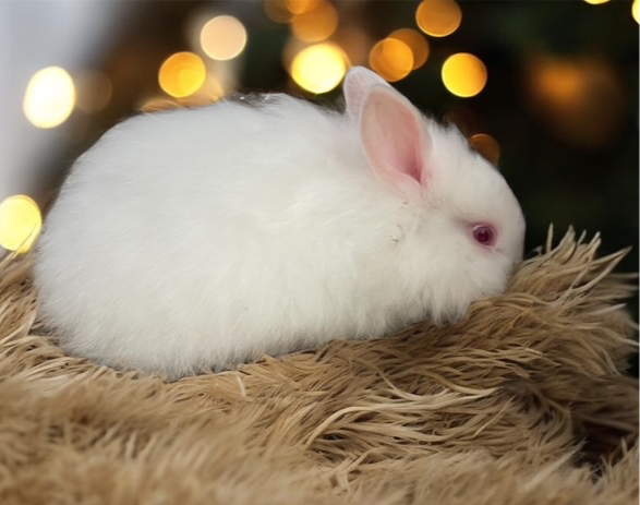 rew1-Doe (girl) $100