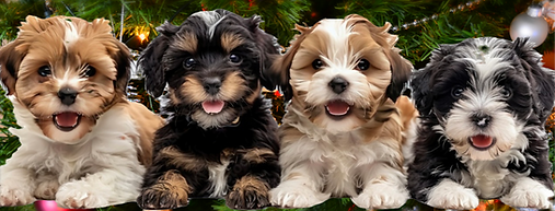 havanese puppies