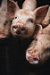 PED threat hits Alberta hog sector