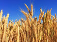 Prairie wheat prices slip as U.S. futures drop and weather shifts
