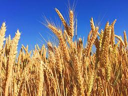 Prairie wheat prices slip as U.S. futures drop and weather shifts