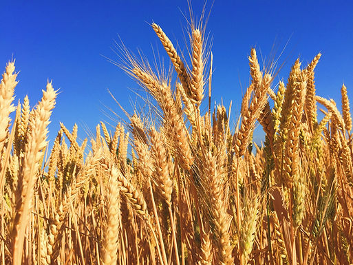 Prairie wheat prices slip as U.S. futures drop and weather shifts