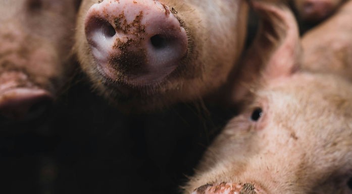 Canadian Pork Council returns to CFA amid rising trade tensions