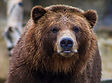 Grizzly bear mauls elementary class, 11 injured