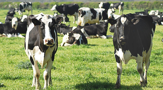 Rural leaders push to change dairy rules