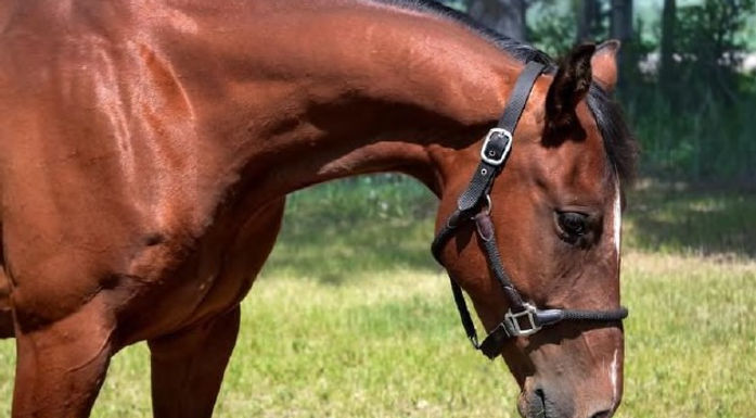 Rimbey RCMP charge female for horse theft – need help locating the horse