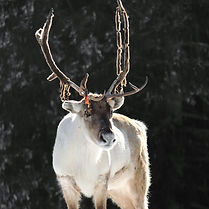 the-rural-alberta-report