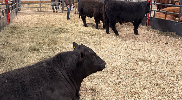 Most Lacombe research cattle headed to auction