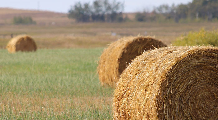 Alberta's Great Twine Roundup