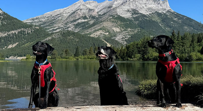 New dogs join Alberta’s fight against mussels