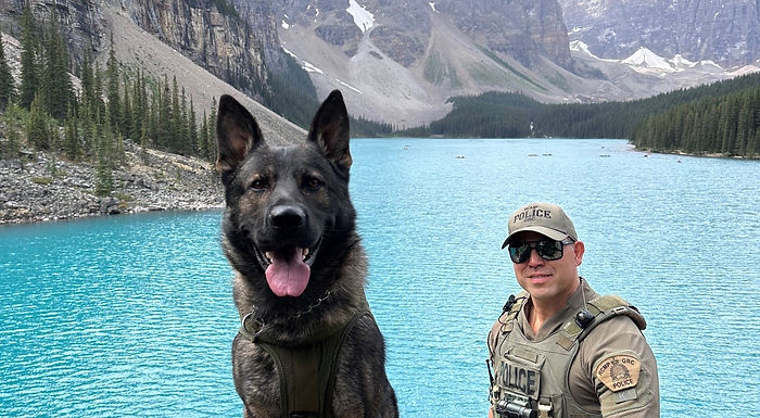 Police dog hurt during armed robbery investigation