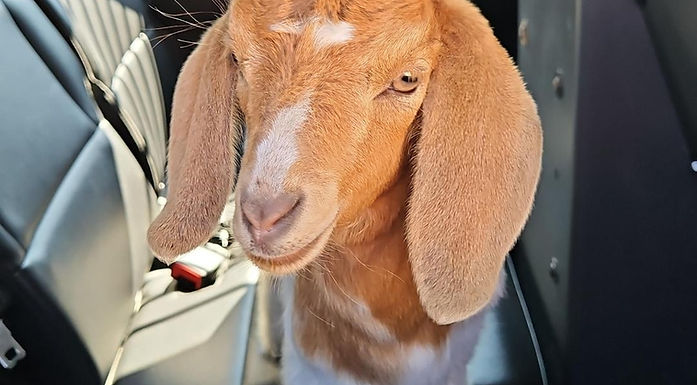 Parkland RCMP return found baby goat to owner