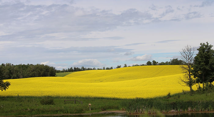 Response to China’s duties on canola imports: Minister Sigurdson