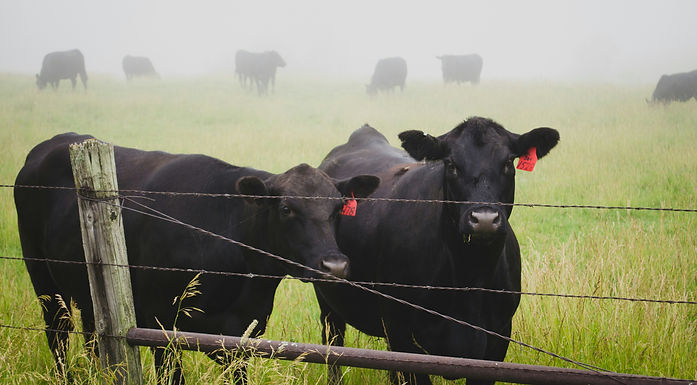 Canadian cattle herd posts first growth in four years