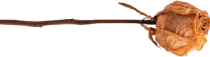 Layer 1 2.png
