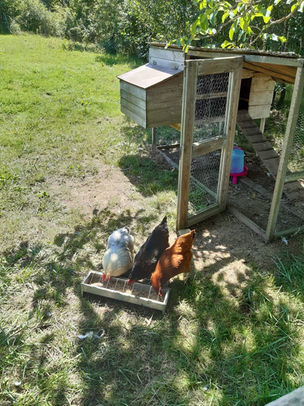poule.jpeg