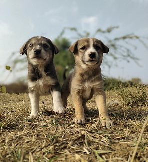 pexels-vicky-prajapati-246996075-34841385.jpg