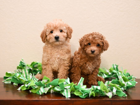 Shark Boy & Lava Girl