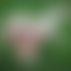 Honey the Couch Potato