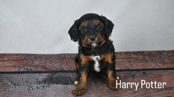 20250726_223307166_iOS