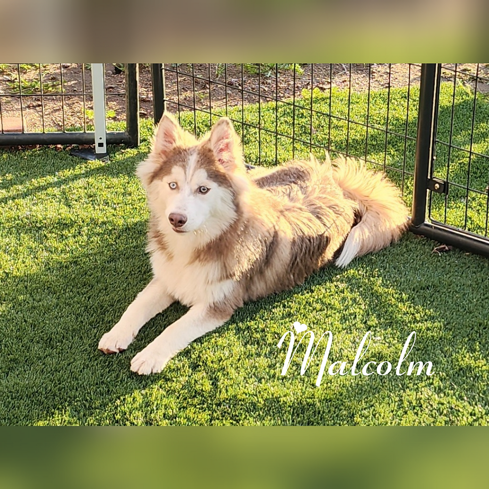 Malcolm, 6 months, 20 lbs.
