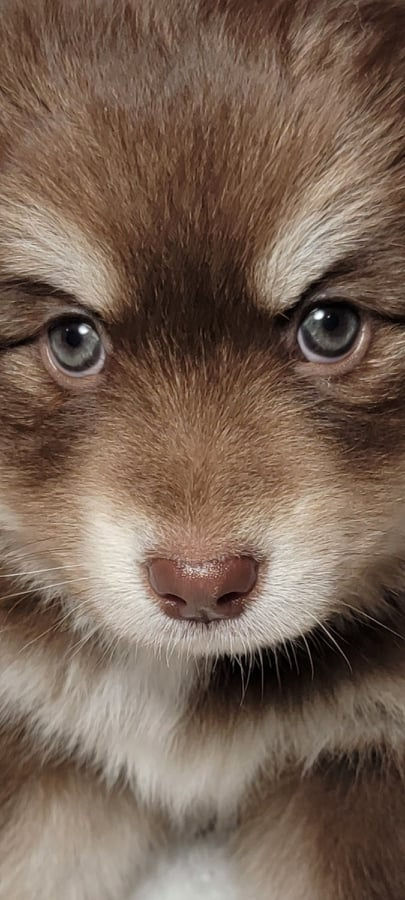 Lily, 4 lbs. 9 oz., pic on 7/2/22