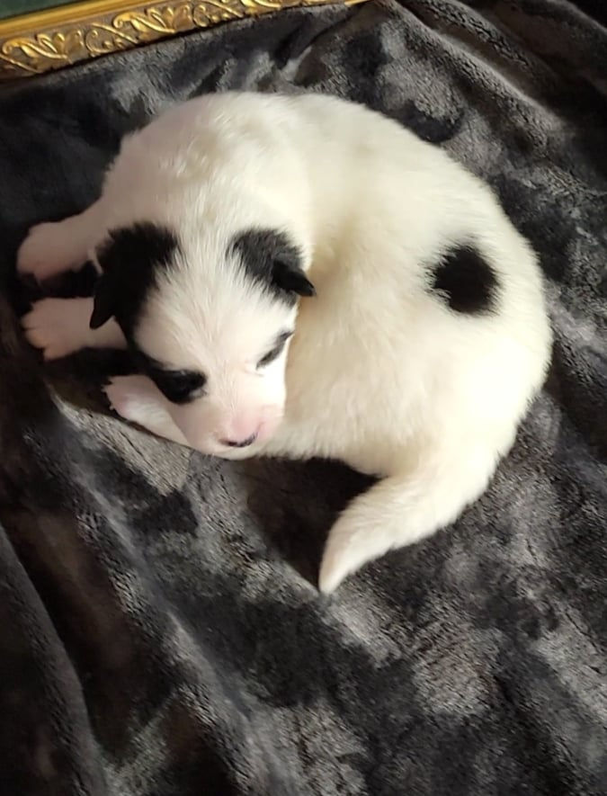 Miko, 2 weeks, 2 lbs. 12 oz.