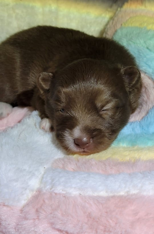 Maggie, 2 weeks, 2 lbs. 8 oz.