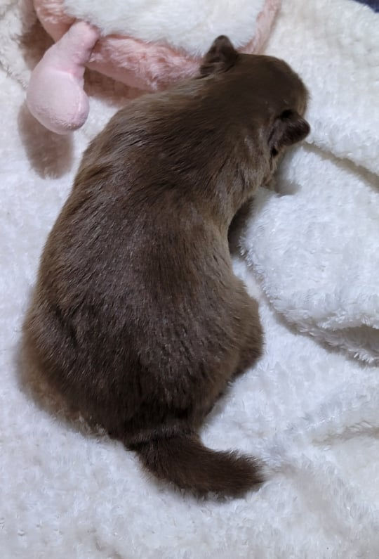 Maggie, 2 weeks, 2 lbs. 8 oz.