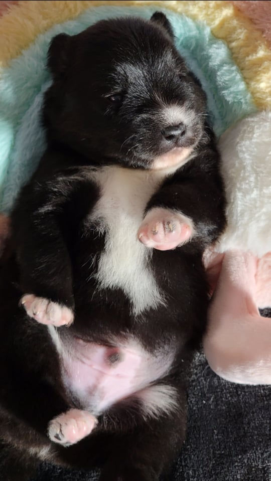 Merlin, 2 weeks, 2 lbs. 9 oz.