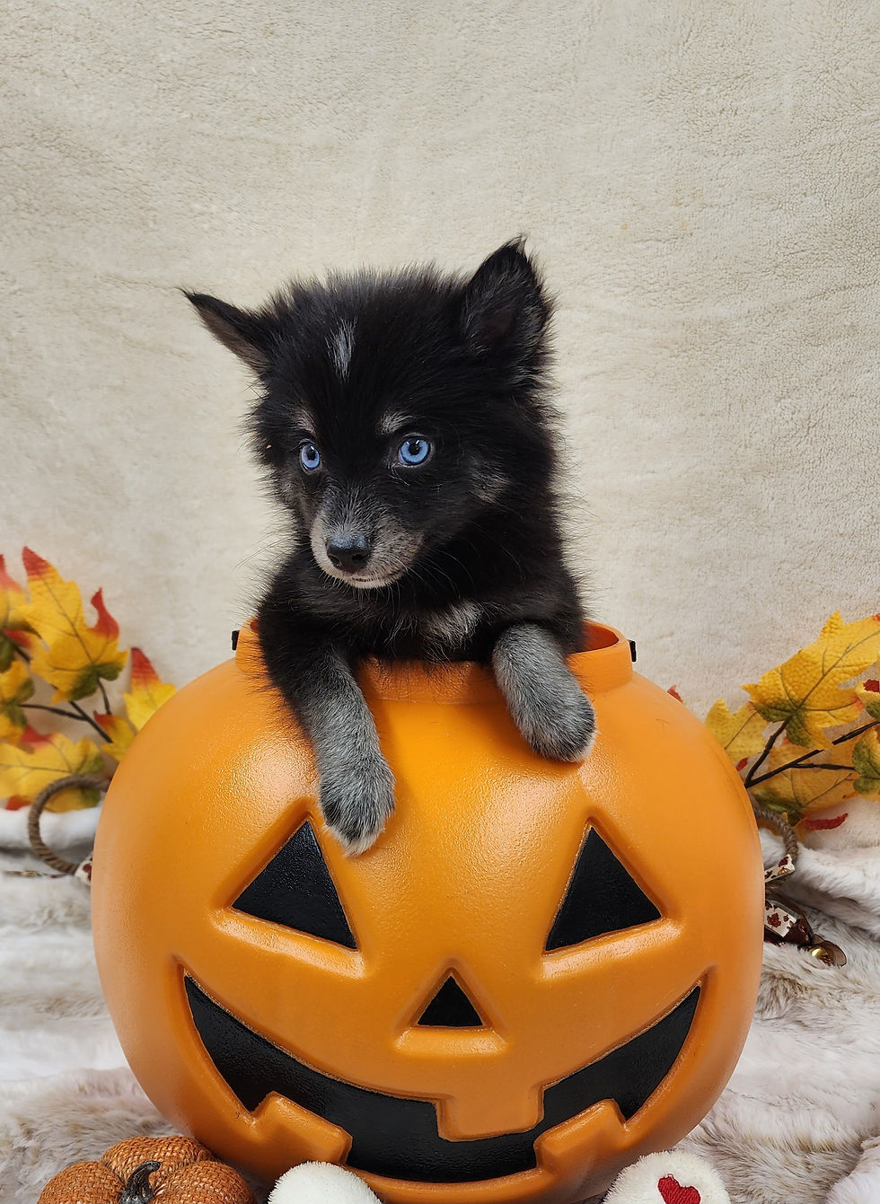 Velvet, 8 weeks, 2 lbs. 12.8 oz.