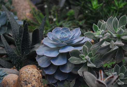 Xeriscaping