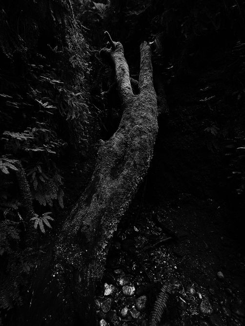 black and white artist digital photograph
moss and fern tree