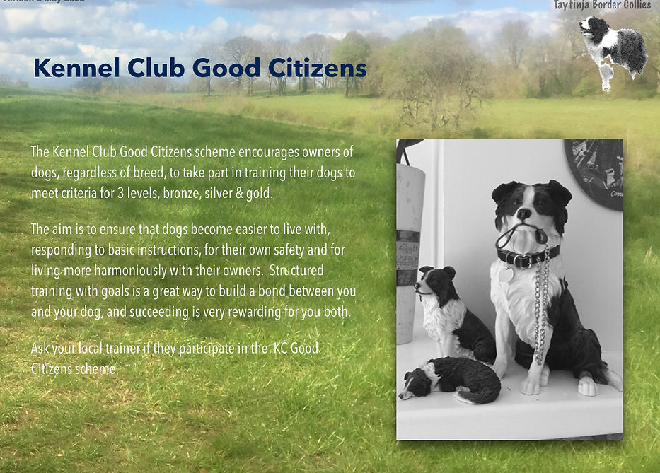 Border Collies V2.023.jpeg