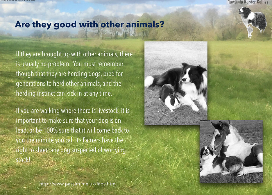 Border Collies V2.008.jpeg