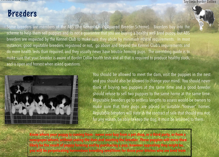 Border Collies V2.012.jpeg