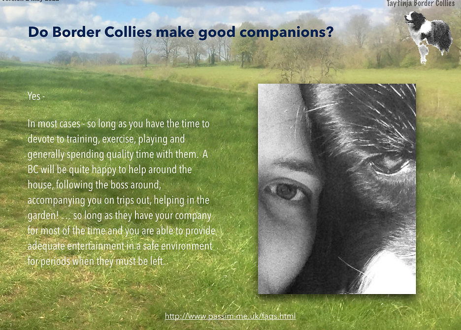 Border Collies V2.004.jpeg