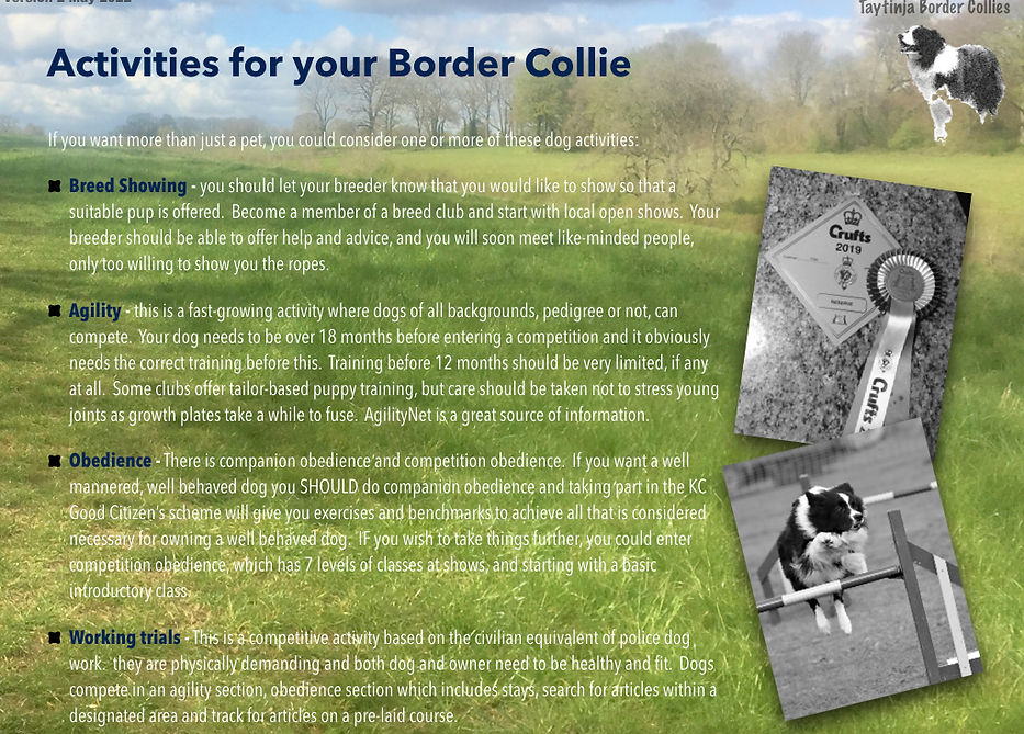 Border Collies V2.021.jpeg