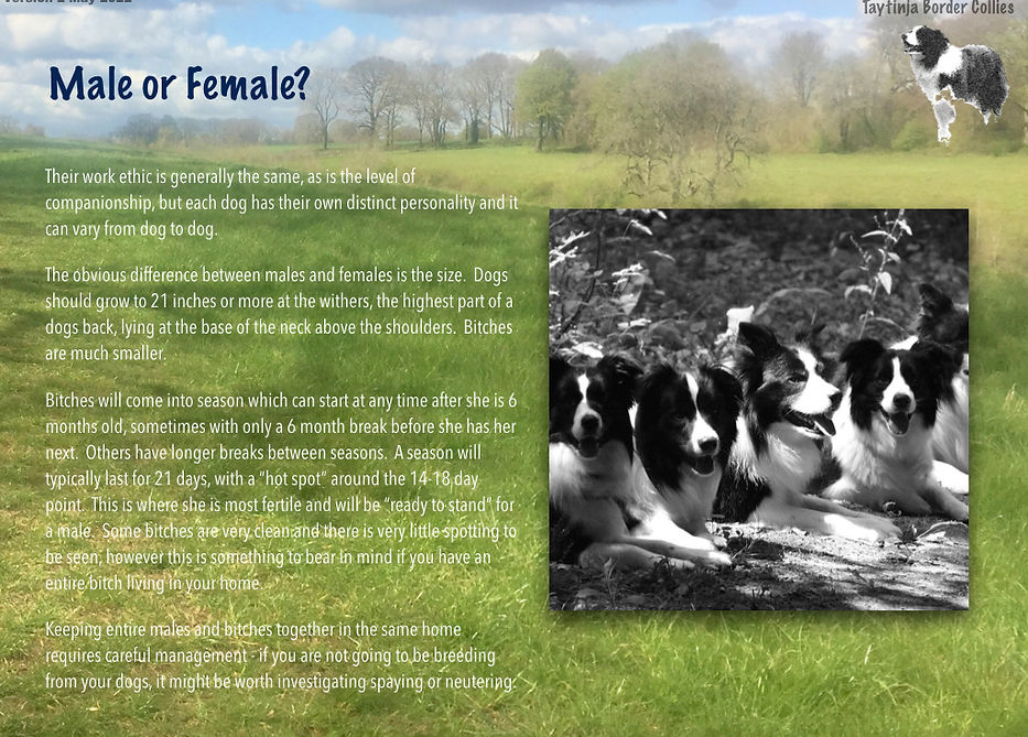 Border Collies V2.019.jpeg