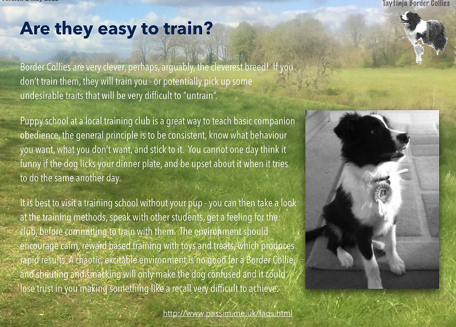 Border Collies V2.006.jpeg