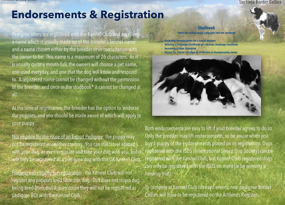 Border Collies V2.018.jpeg