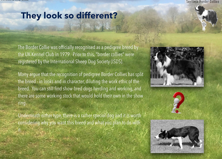 Border Collies V2.003.jpeg