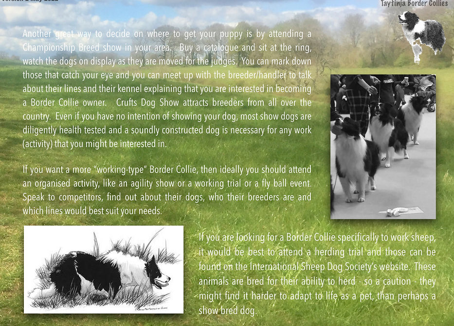 Border Collies V2.013.jpeg