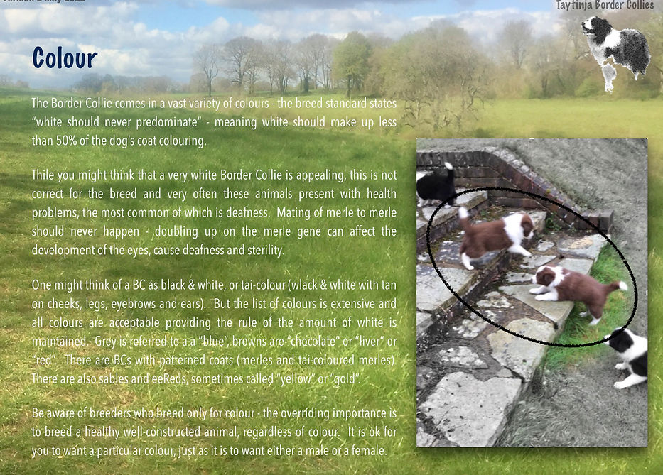 Border Collies V2.015.jpeg