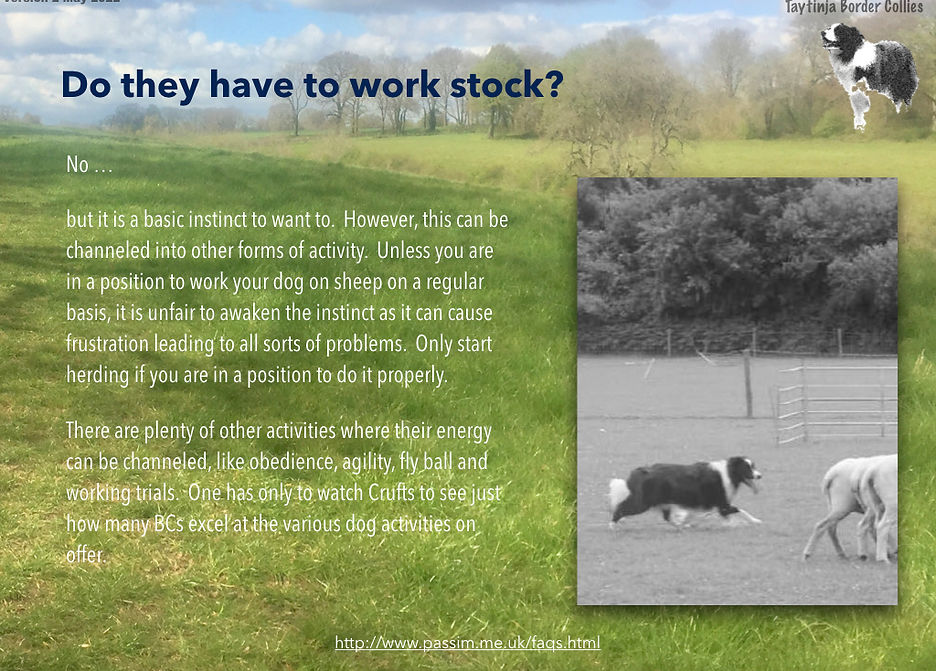 Border Collies V2.009.jpeg
