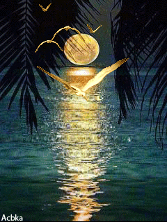 16a0a805905df28c43ce16a3a426e90d[1].gif