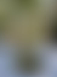 Catering for Themed Baby Showers: A Winnie the Pooh Inspired Event in Tampa Bay